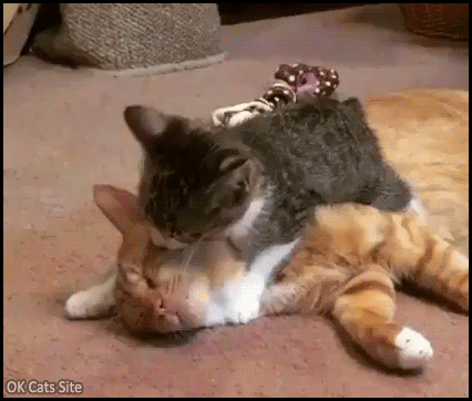 Cute Kitten GIF • Helpful kitten lying on his sleepy Mom, licking and grooming her head Cute Kitten GIF • Helpful kitten lying on his sleepy Mom, licking and grooming her head