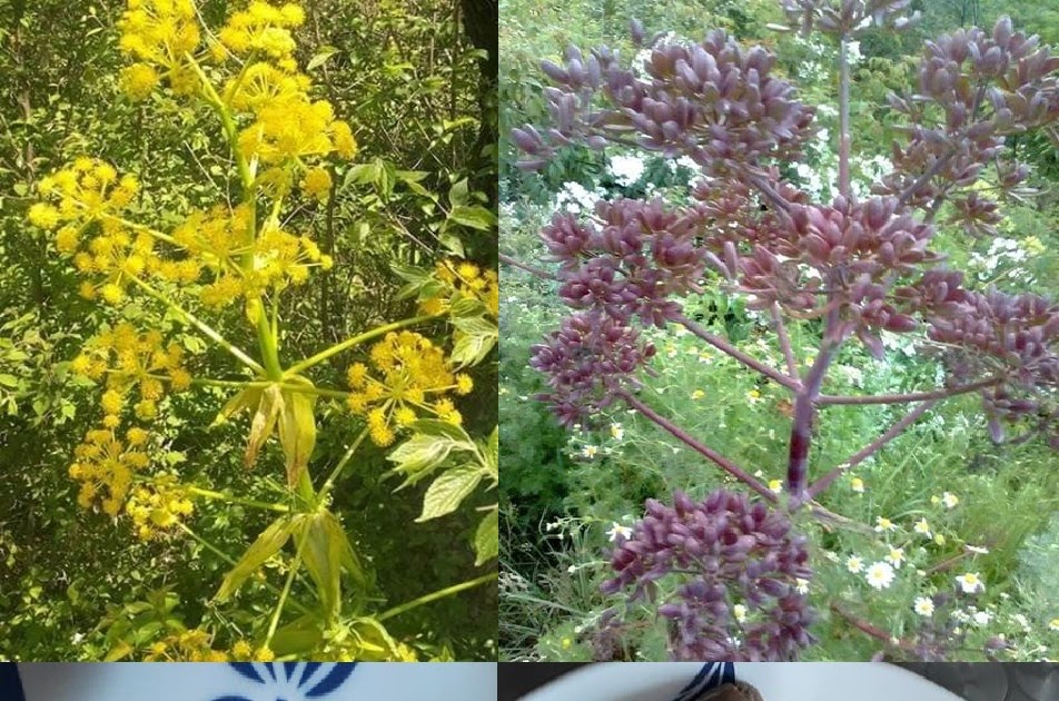 Jammu and Kashmir Medicinal Plants Introduction Centre ferula