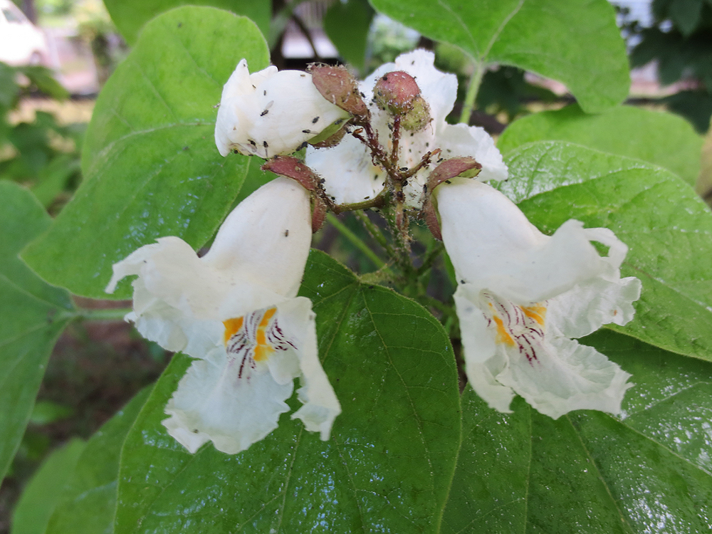 Frame Notes Real basswood flowers.