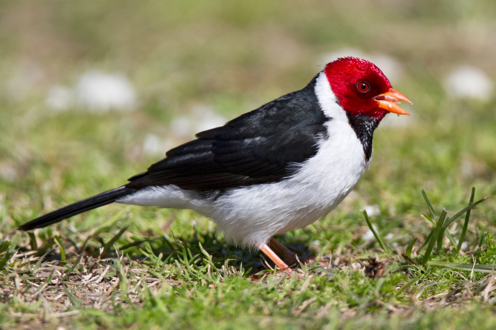 YellowBilled Cardinal (Paroaria capitata),