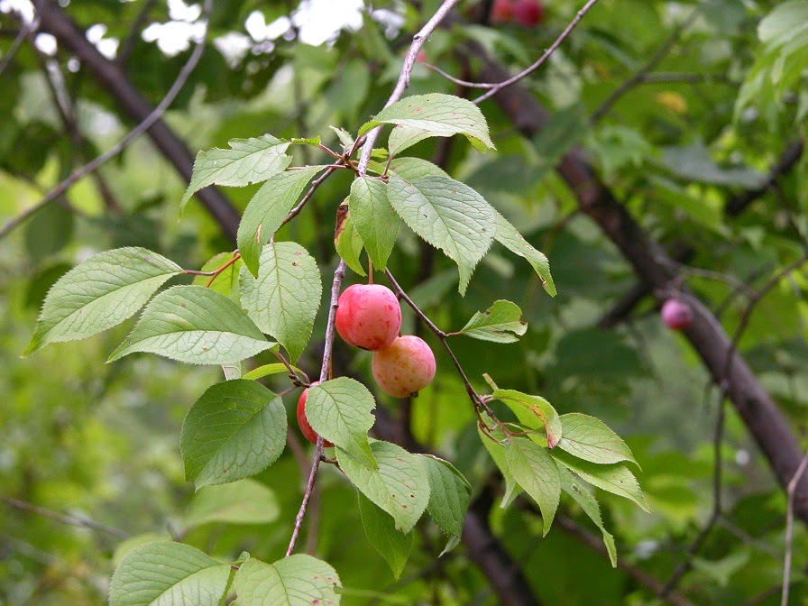Ontario Field Biology Wild Plum Delicacy
