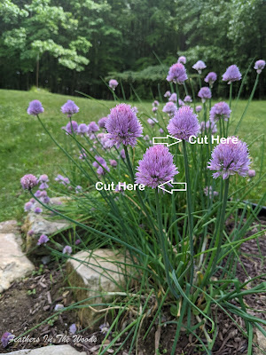 Diagram/image how to cut chive flowers for culinary use