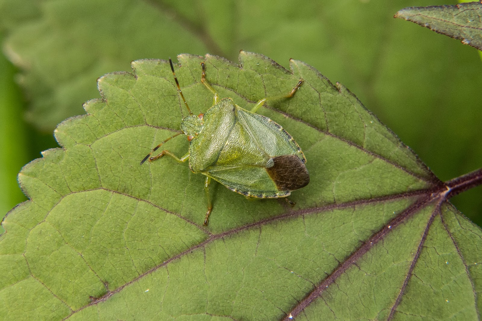 Common Green Shield Bug Palomena prasina