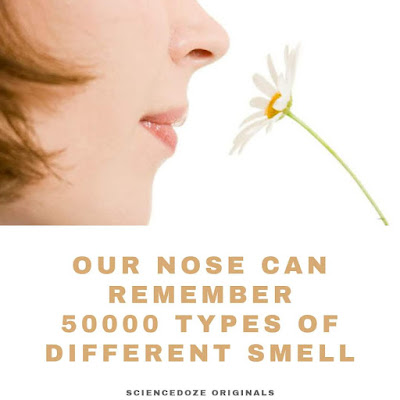 Human nose facts