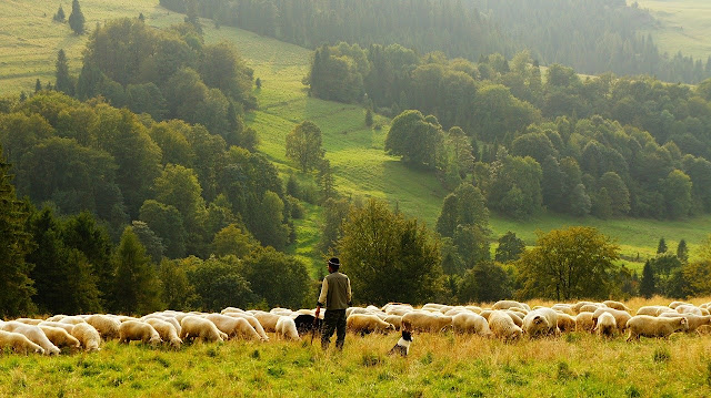 A man in a field herding sheep with and Australian Shepherd