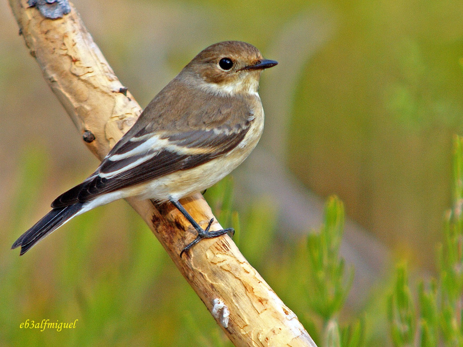 Miguel fotografia: Papamoscas cerrojillo, (Ficedula hypoleuca)
