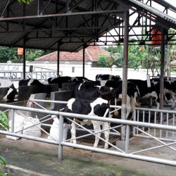 temperatur lingkungan ternak sapi temperatur lingkungan ternak sapi mempengaruhi konsumsi pakan