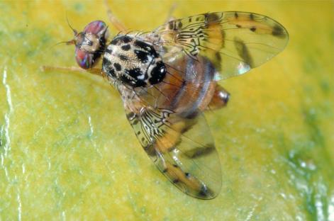 Mediterranean Fruit Fly - Insects World