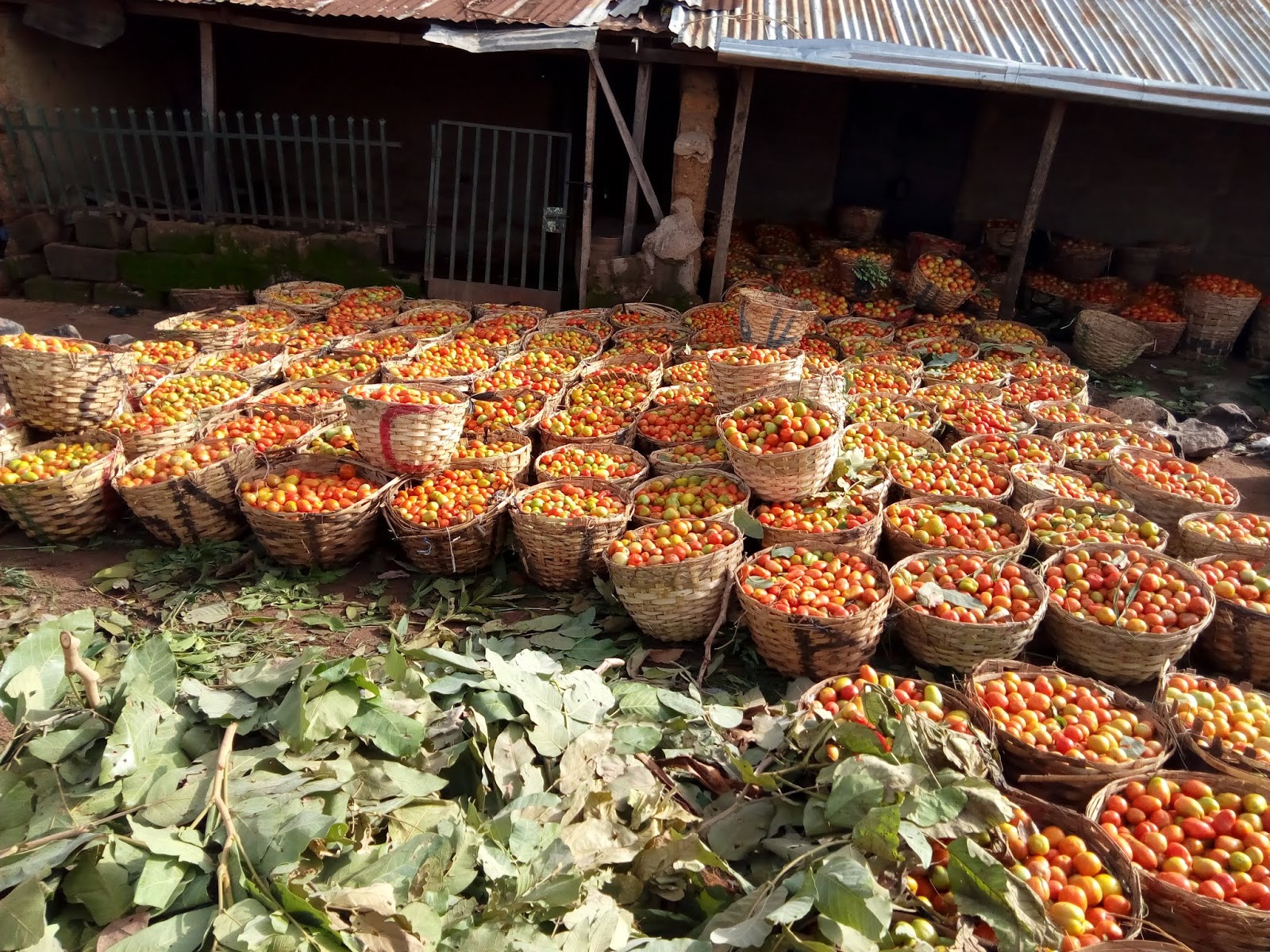 over 200 medium baskets of tomatoes ready for delivery today