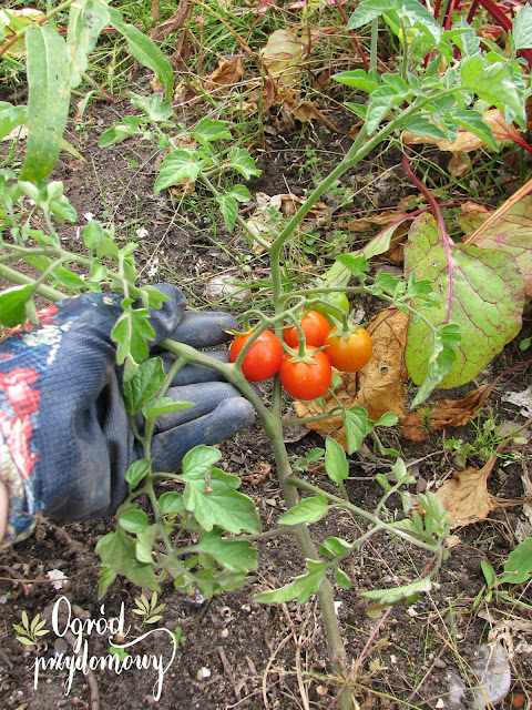 walka o warzywnik, ogród przydomowy