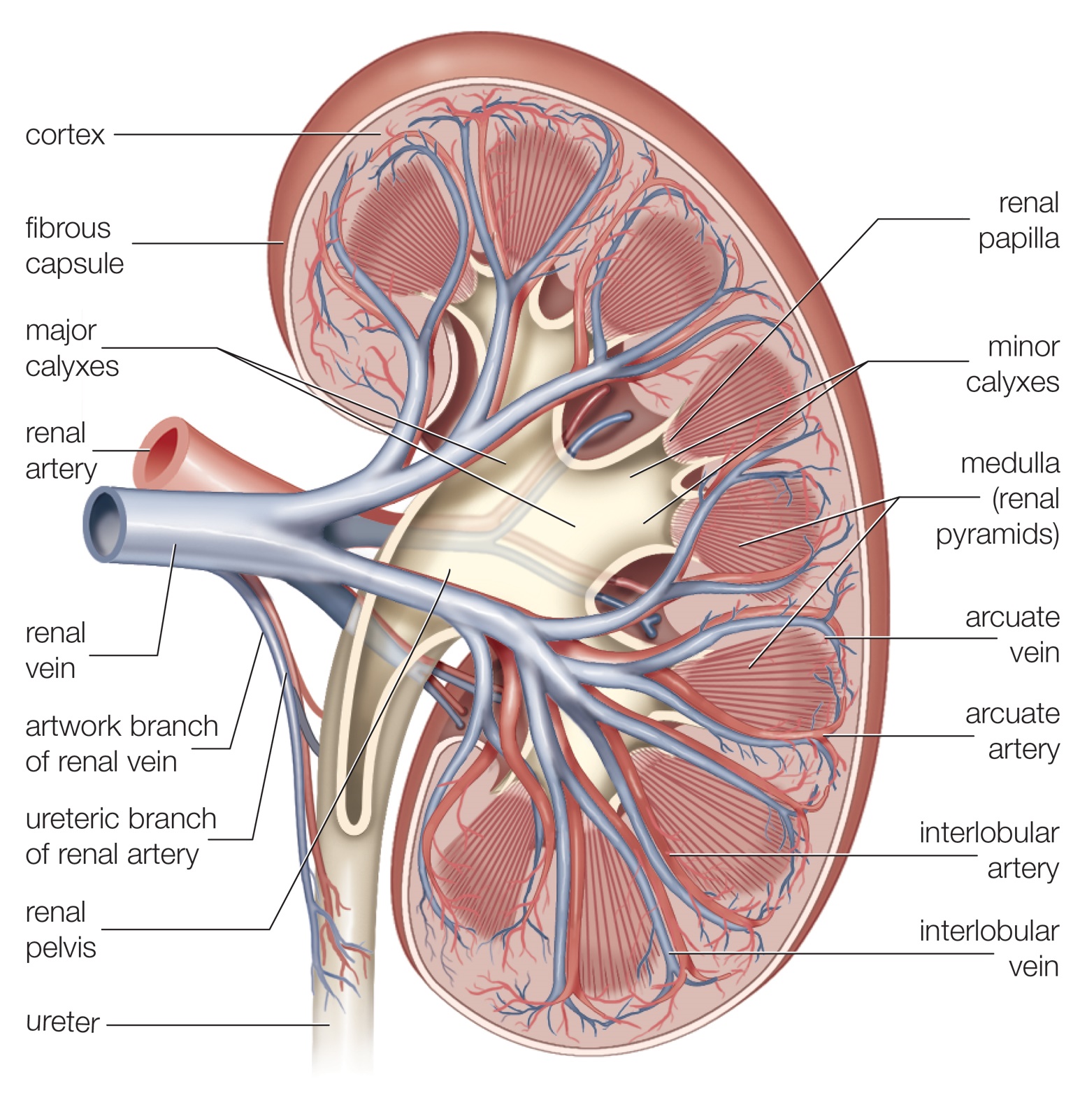 medical-and-health-science-kidney-internal-structure