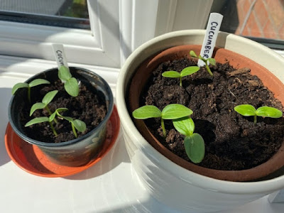 Cucumber seedlings in pots inside