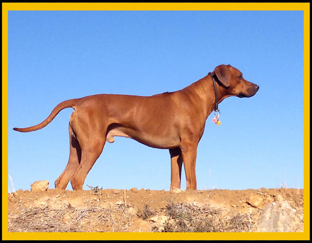 Rhodesian Ridgeback Ch. Aresvuma Ha-Shah