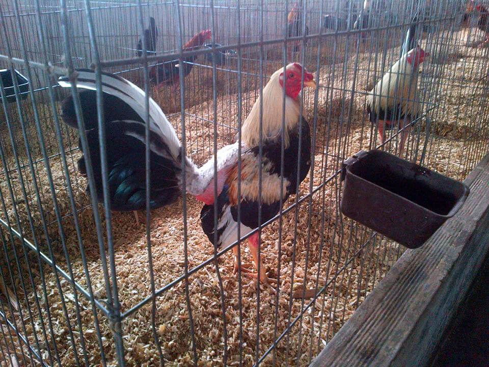 Imagenes de gallos de pelea