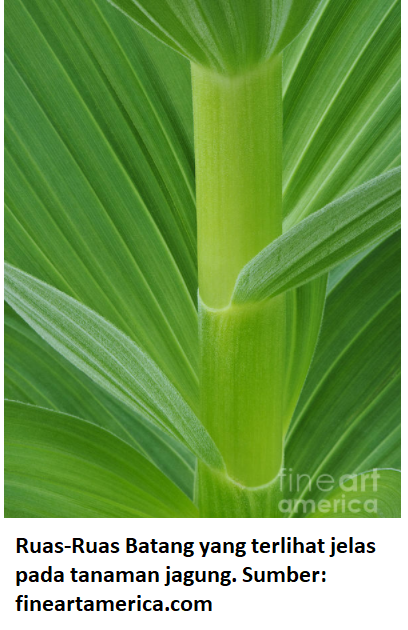 Struktur dan Fungsi Batang