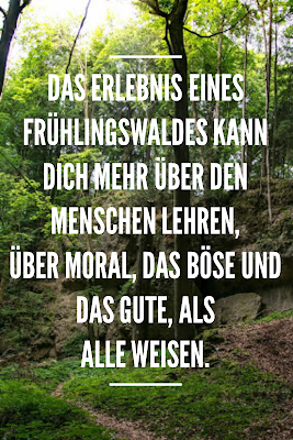 Die 50 besten Zitate zu den Themen Wald und Bäume | Waldzitate | Baumzitate | Naturzitate | Zitate-Wald | Inspirierende-Zitate