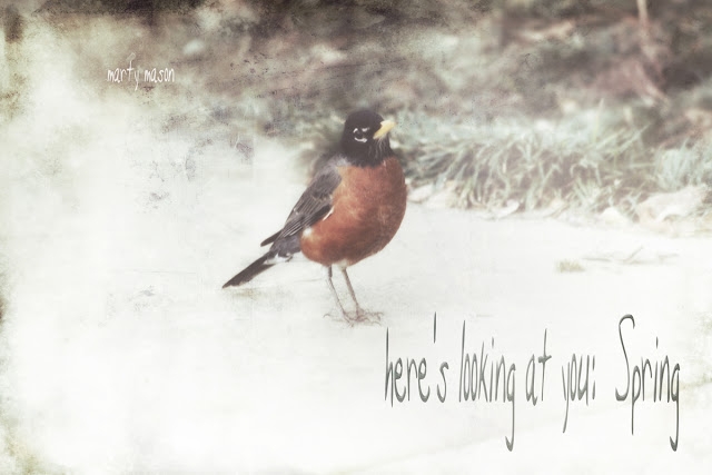 Robin:  A Bird