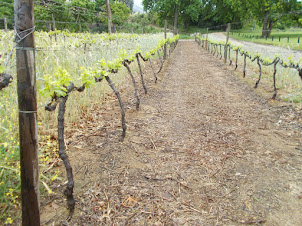 "Groot Constantia " vineyard.