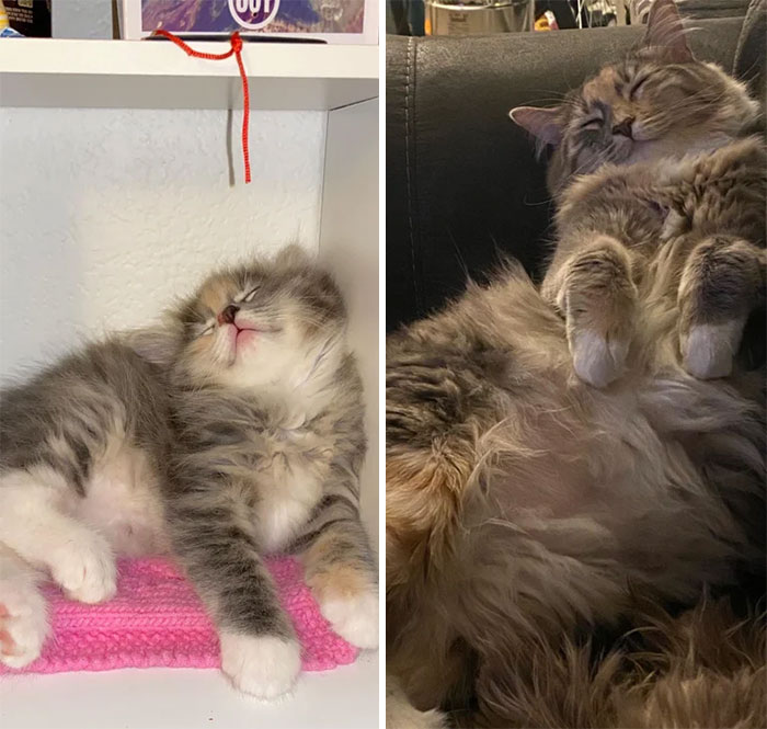 Amazing Transformations From Kitten To Cat