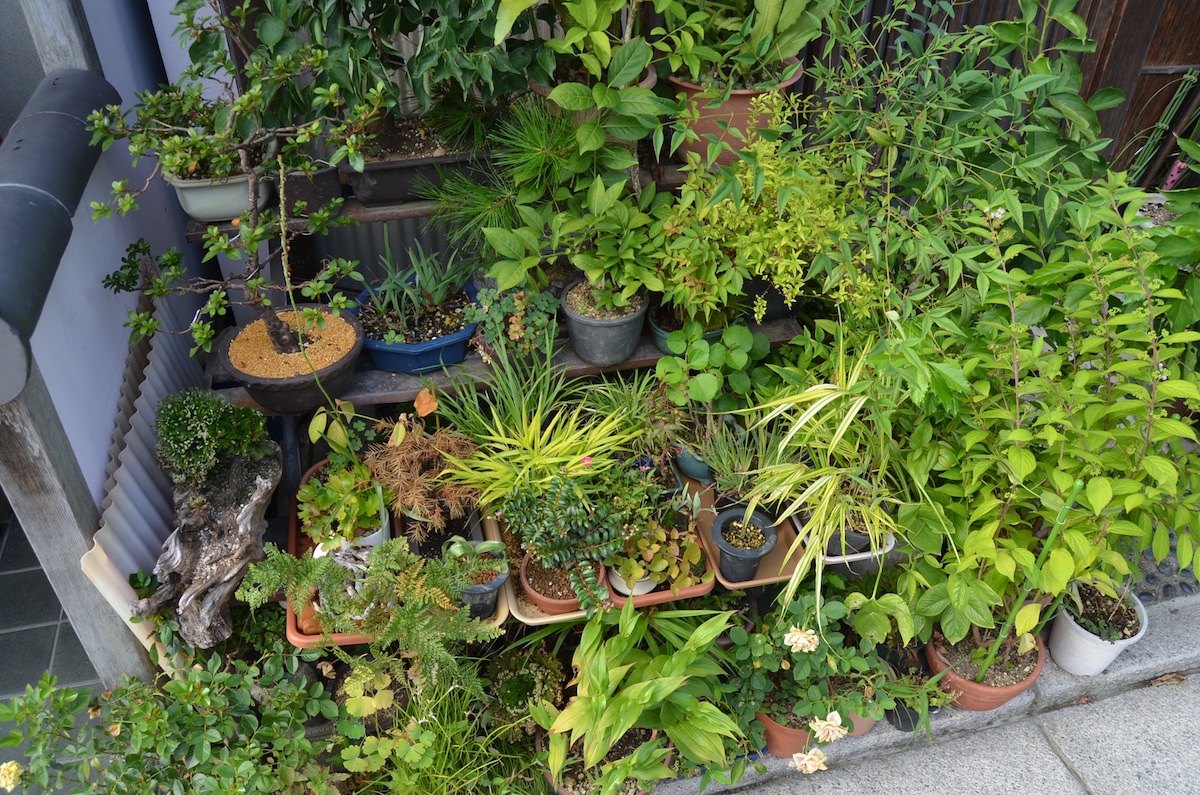 Noel's Garden Blog: A hard look at the Japanese garden - Part One
