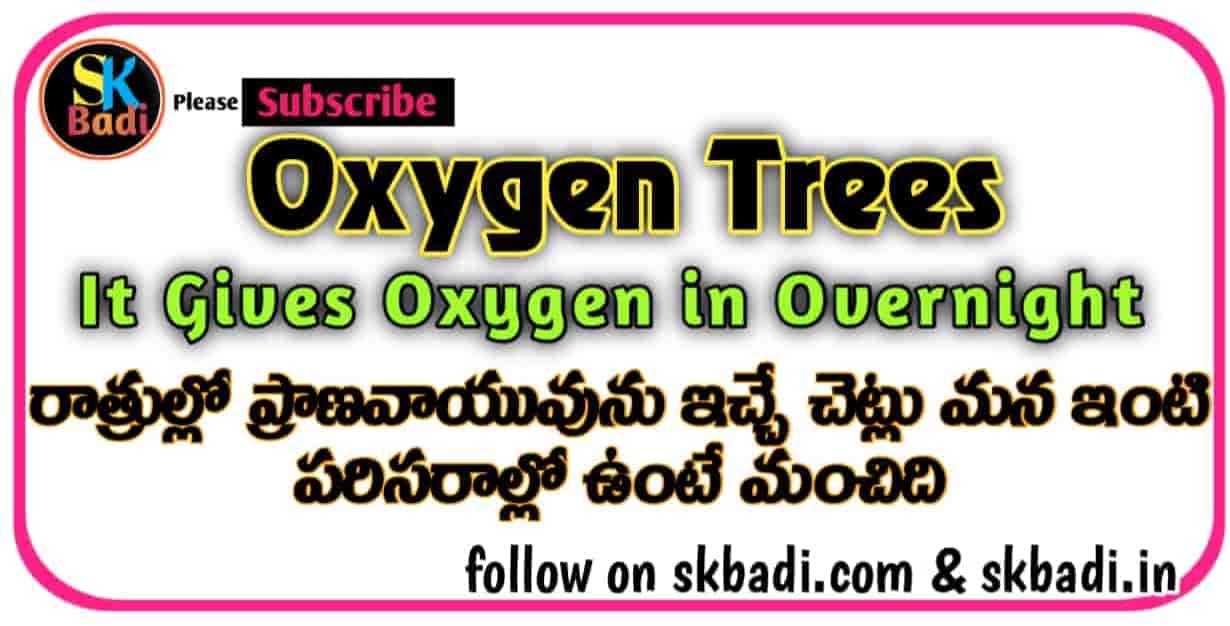 OXYGEN TREES They Release Oxygen In Overnight