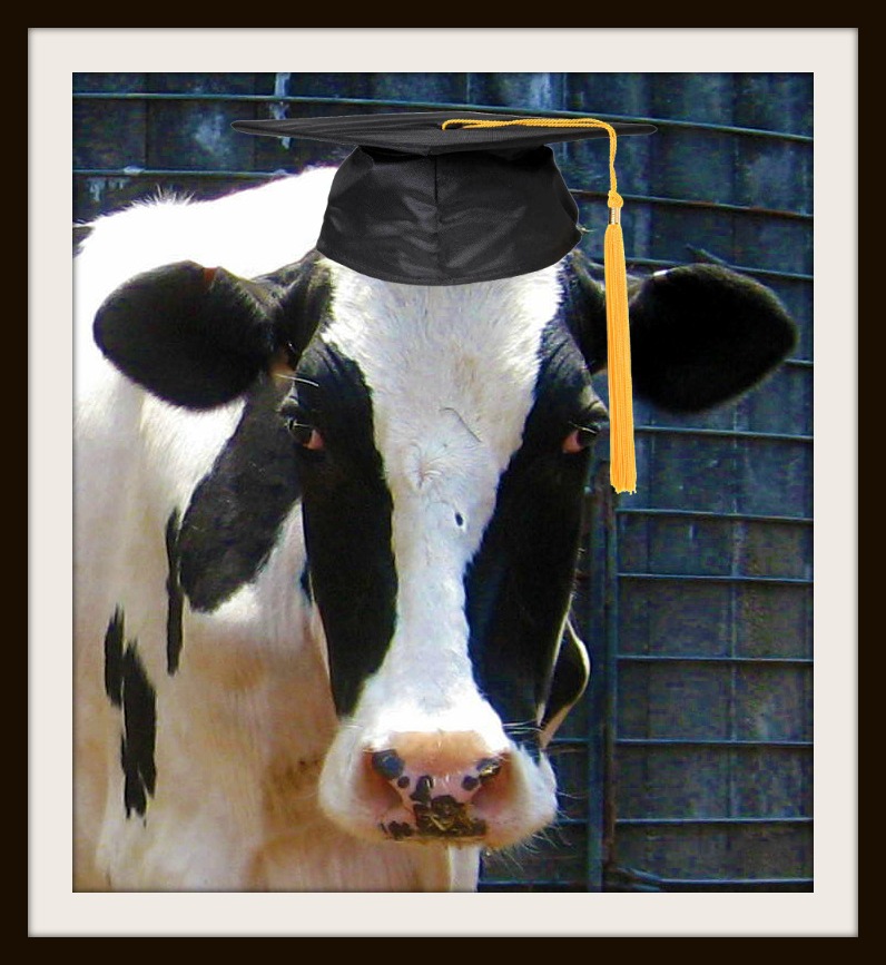 graduation cow plush