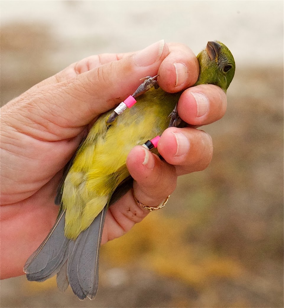 Bird Banding Learning From Birds Inhand Color Banding Painted Buntings