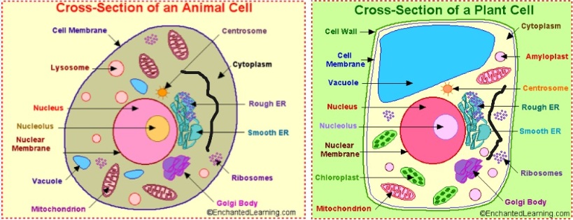 Animal Cell3 - पादप व जंतु कोशिका का वर्गीकरण Classification of plant and animal cells