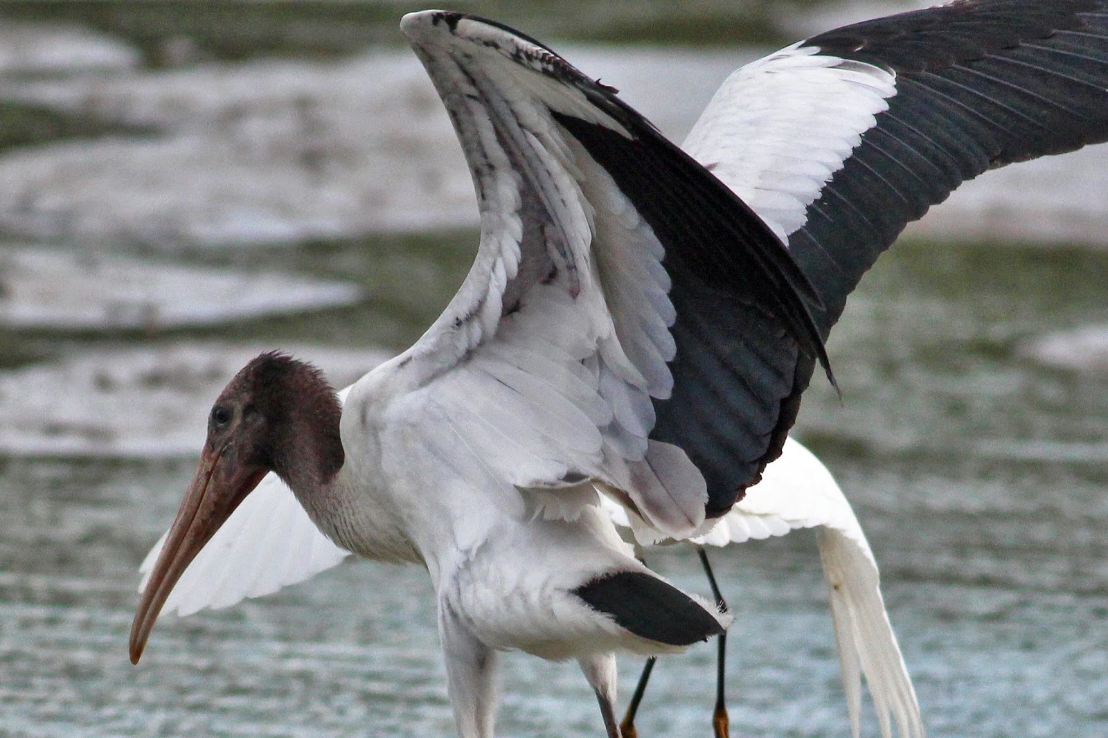 Dallas Trinity Trails: Wood Storks Taken Off Endangered Species List 