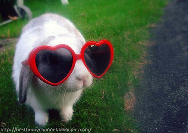 Funny bunny with sunglasses 