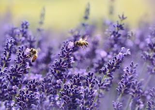 lavender,www.healthnote25.com