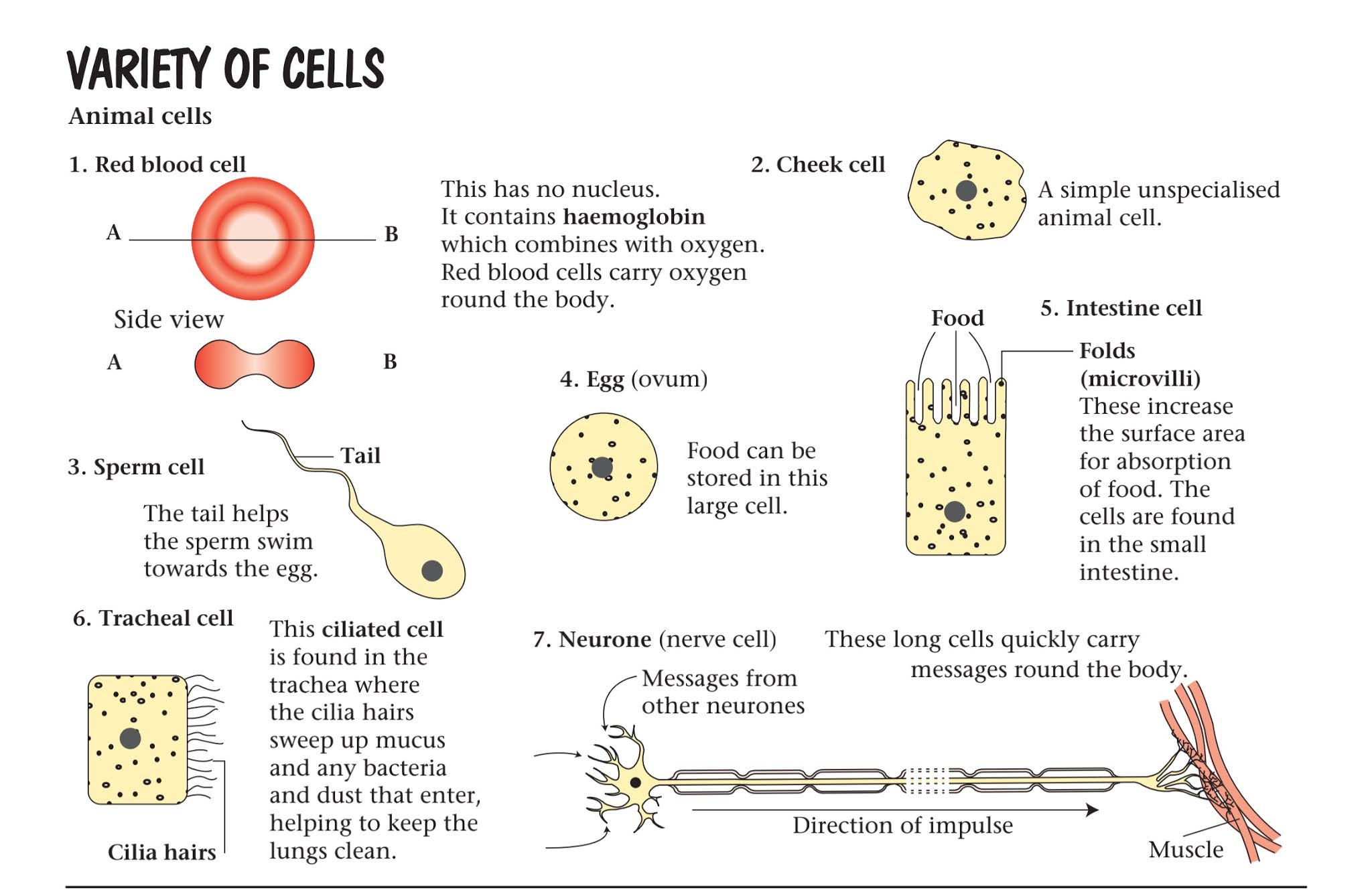 Cell quick revision  Cell unit of life notes , Ncert xtract, Short notes on cells unit of life
