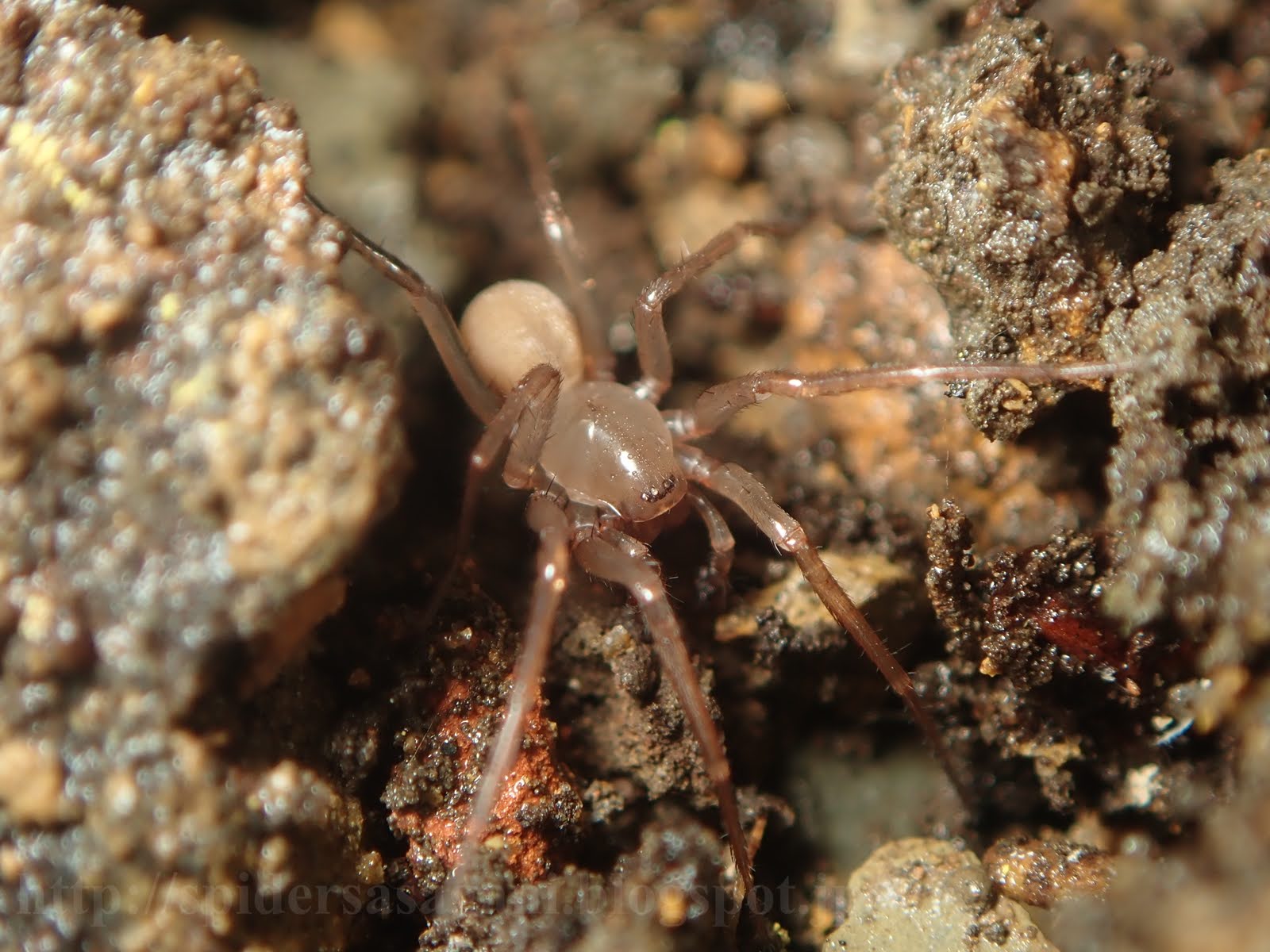 細蟹屋 ヒバナミハグモ