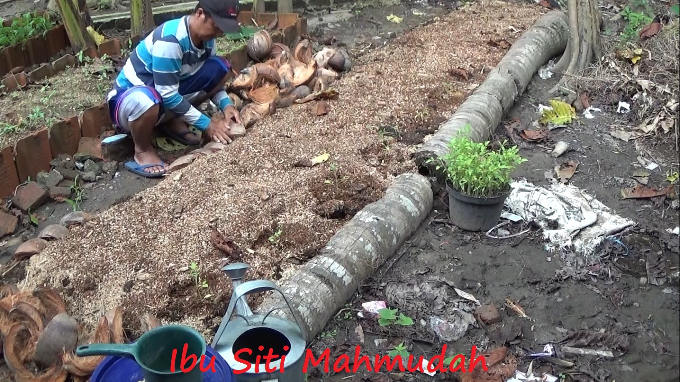 penutup tanah tomat organik