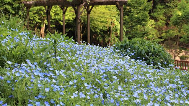 Kobe - Herb Garden