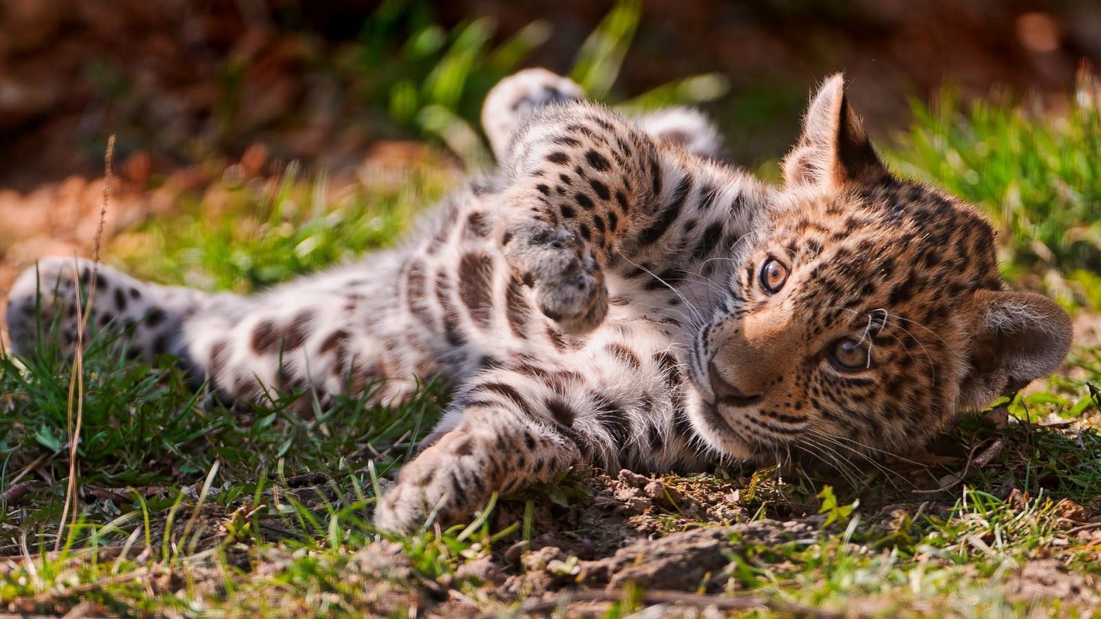 WALLPAPERS HD: Leopard-Little