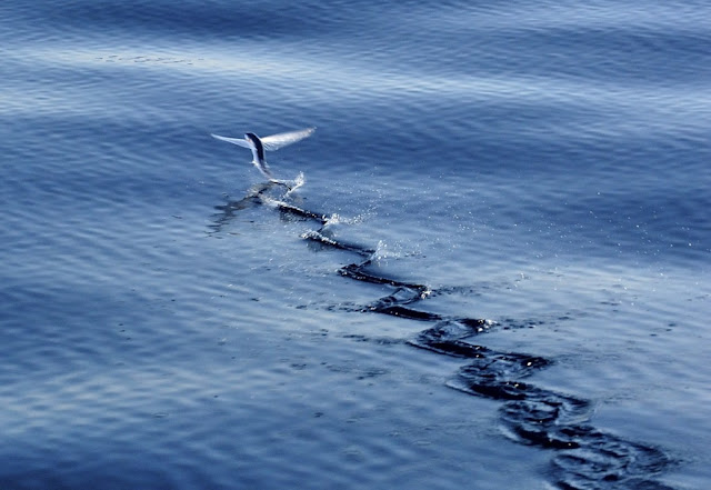 ΧΕΛΙΔΟΝΟΨΑΡΟ (FLYING FISH) photos - wallpapers | the fun bank
