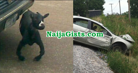 strange goat ibadan accident