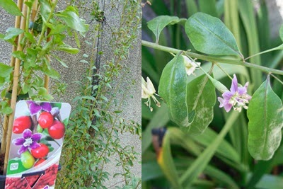 Goji Cultivo da coji- a minha experiencia