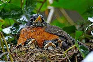 American Robin (Turdus Migratorius)