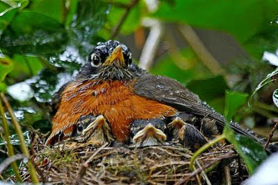 American Robin (Turdus migratorius)