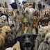 ΜΙΑ ΔΙΑΦΟΡΕΤΙΚΗ SELFIE! Φωτογραφία με 30 σκύλους...