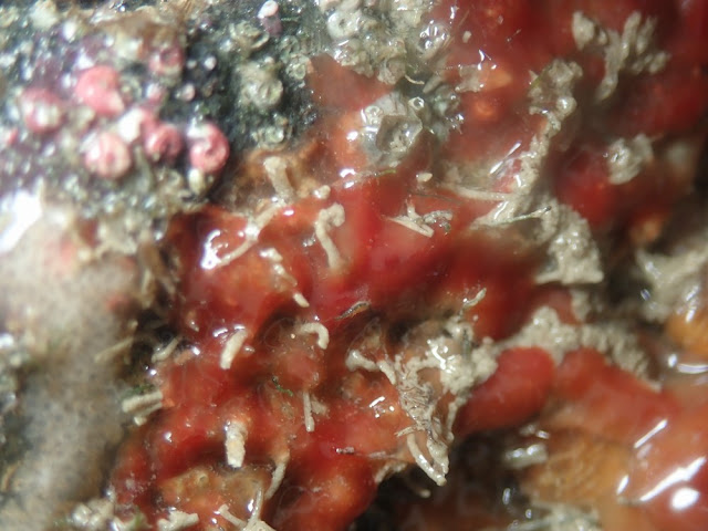 Aplysilla rubra Aplysilla rubra