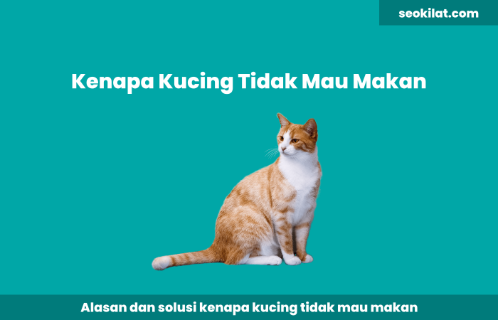 Kenapa Kucing Tidak Mau Makan Kenapa Kucing Tidak Mau Makan