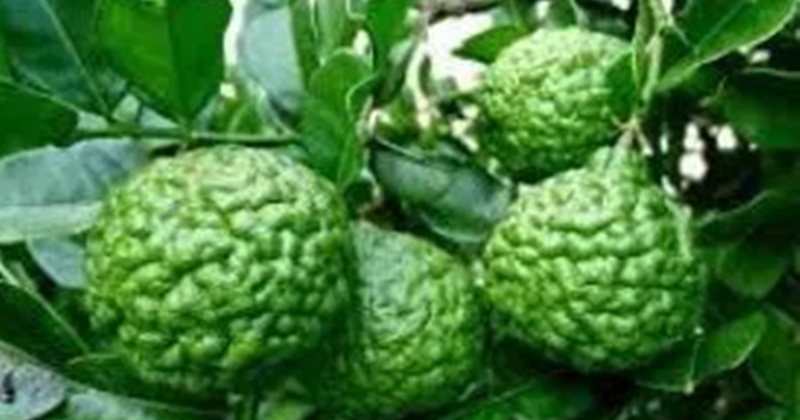 19 Makna Mimpi Tentang Buah Jeruk Purut Menurut Islam Primbon Makna Mimpi 19 Makna Mimpi Tentang Buah Jeruk Purut Menurut Islam Primbon Makna Mimpi