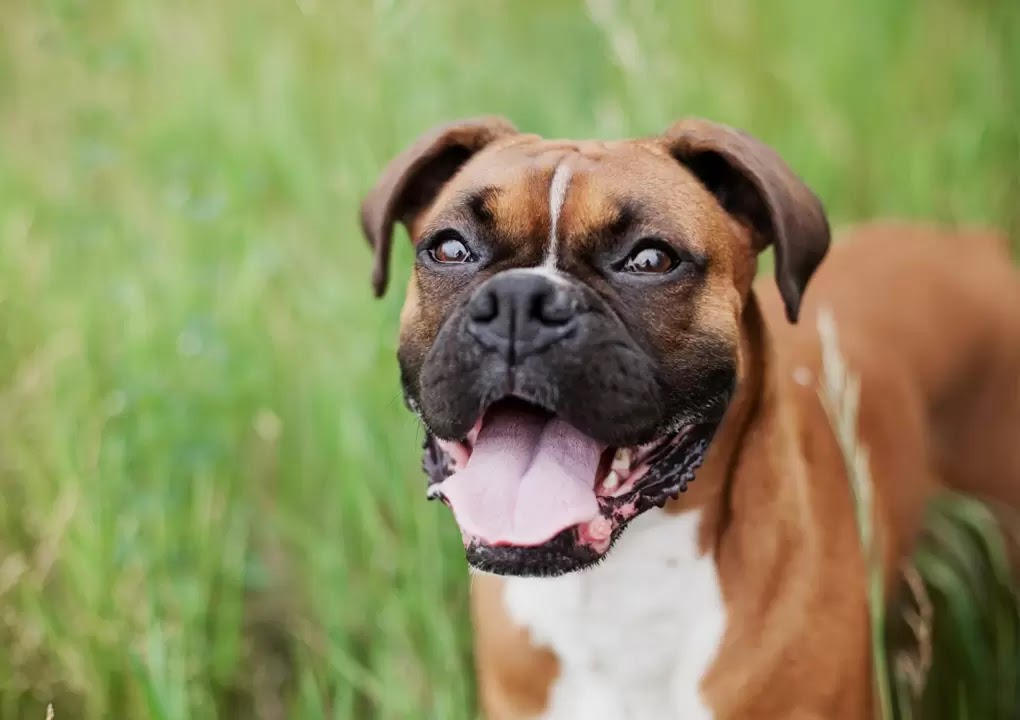 7 Most Protective Dog Breeds The Buzz Land