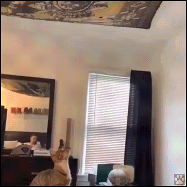 Amazing cat GIF • Incredible spider cat lives under the ceiling in its private hammock!!! Amazing cat GIF • Incredible spider cat lives under the ceiling in its private hammock!!!