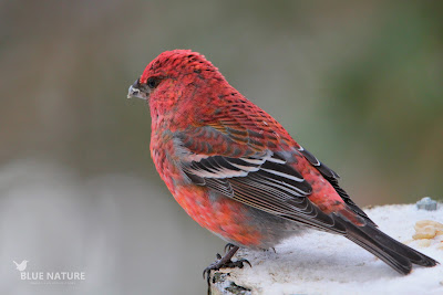 Macho de camachuelo picogrueso - Pine grosbreak male - Pinicola enucleator. En este macho se puede observar algunas plumas de su antiguo plumaje juvenil, más parecido al de las hembras. Esas plumas juveniles son de colores anaranjados y una vez fueron verdes amarillentos.