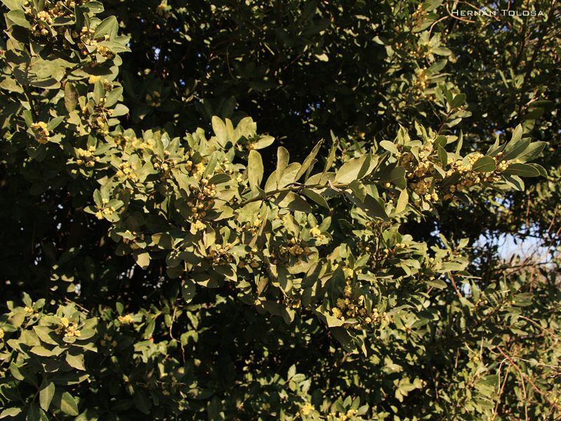 Flora Bonaerense Laurel (Laurus nobilis)