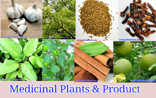 औषधीय पौधे एचडी इमेज डाउनलोड